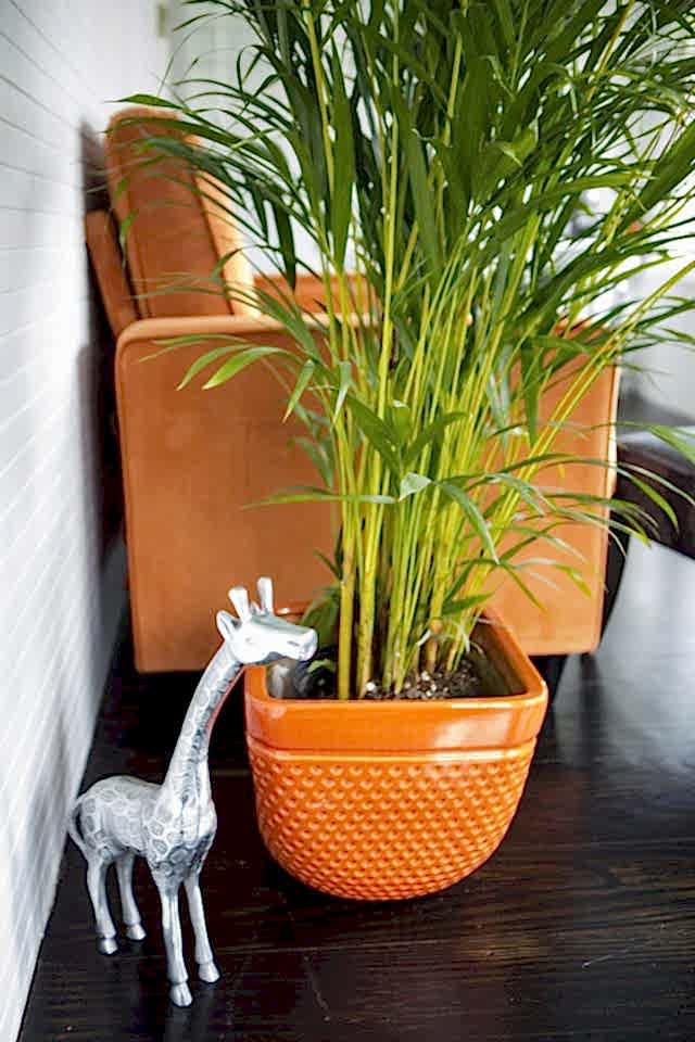 Plant and Giraffe
