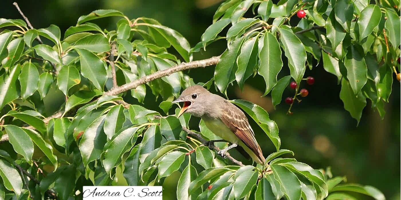 Great Crested Flycatcher in Cherry Tree